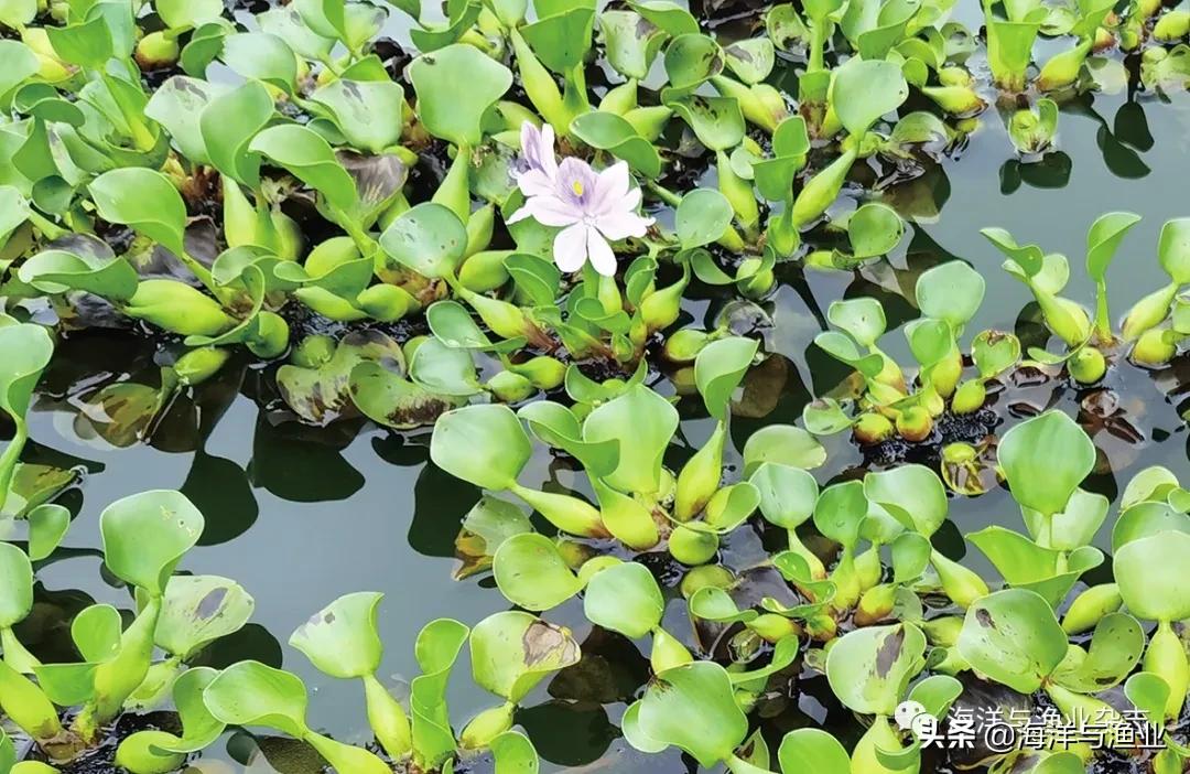 北方江河常见水生生物,陆生生物水生生物有哪些