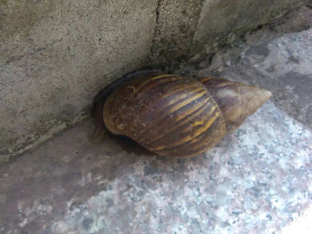 入侵物种非洲大蜗牛，雌雄同体“自导自演”繁殖后代？答案来了