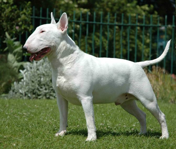 最惹人讨厌的狗狗品种,有哪些奇怪的狗狗品种