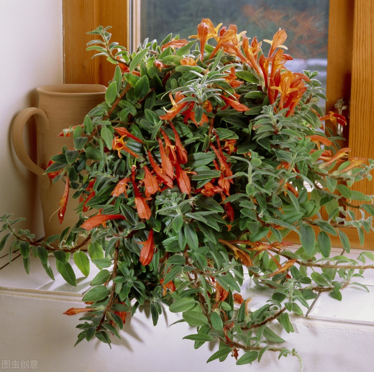 园林人需要知道的85个花卉知识,园林花卉的种类及图片