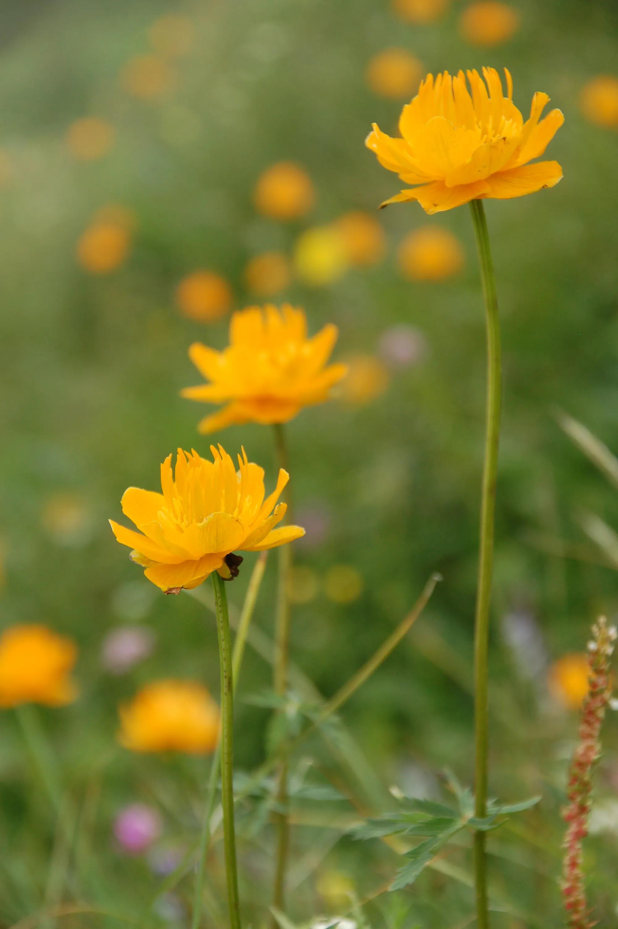 河北最高的小五台山晴空万里,河北的最高山峰小五台山海拔多少