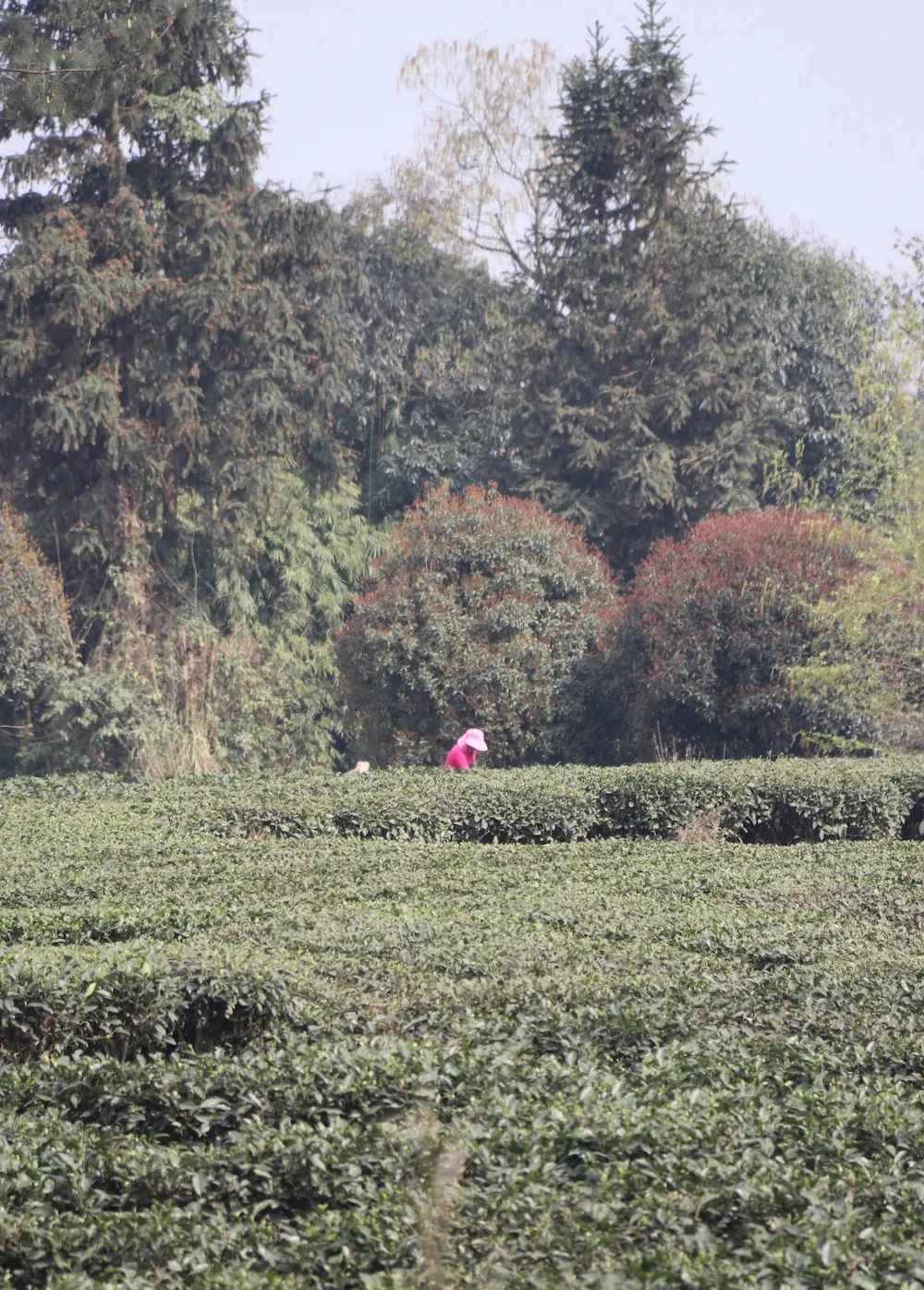 早上6点，去蒙顶山买茶是一种什么体验？
