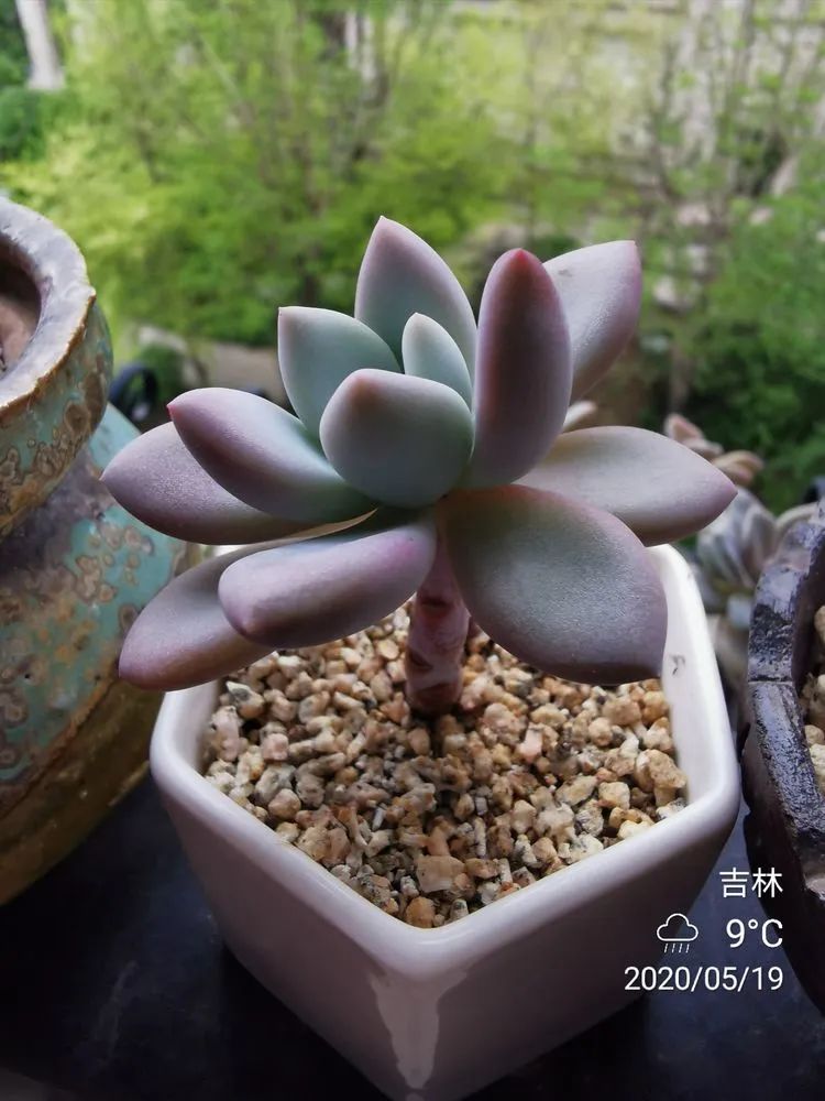 人生就像养多肉一样,人生如同养多肉时间不会怠慢