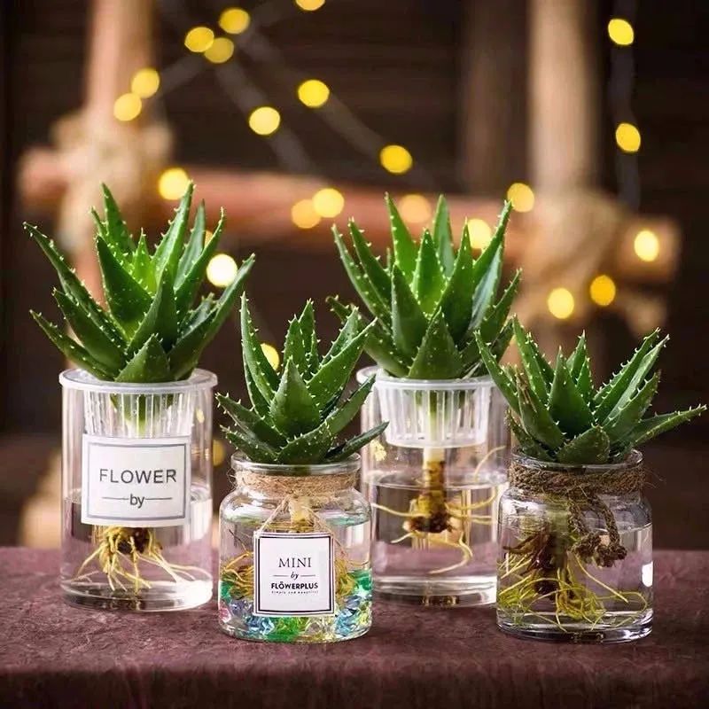 聪明人只爱这3种花卉视频,聪明人都在养的5种花香雪兰