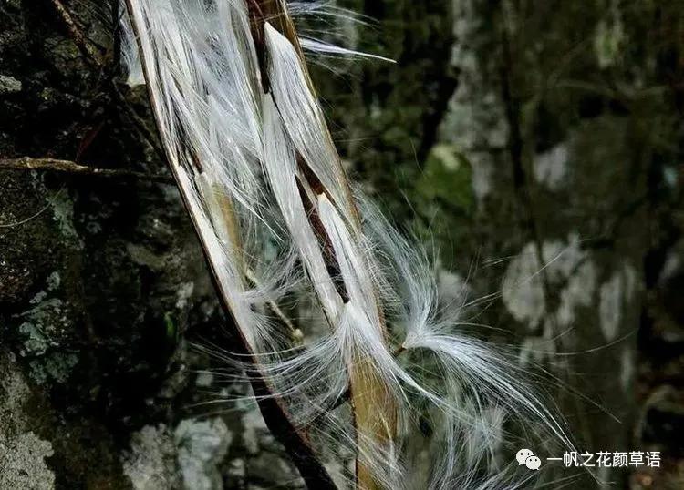 络石（Trachelospermumjasminoides）