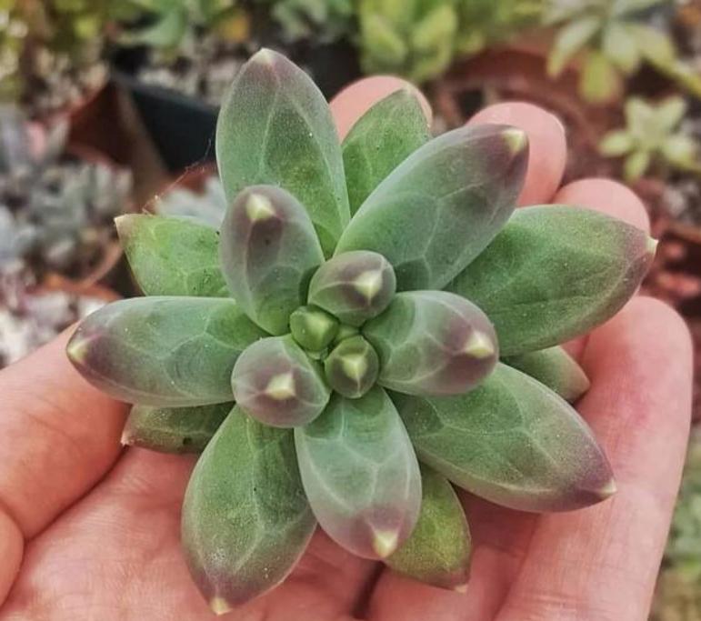 自制花肥酵素哪种最好,自己做酵素花肥怎么操作