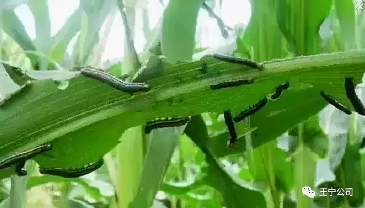 玉米上的虫害打什么药,玉米虫害防治口诀谚语