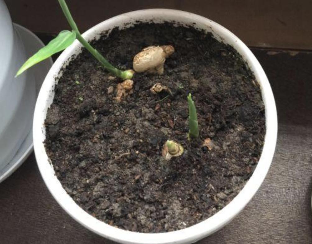 张大妈盆栽“生姜”，长得像“盆景”，每隔30天摘一茬，吃3个月
