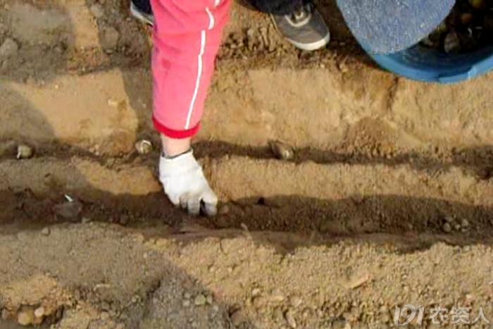 马铃薯主要栽培技术要点,马铃薯地膜覆盖高产栽培技术