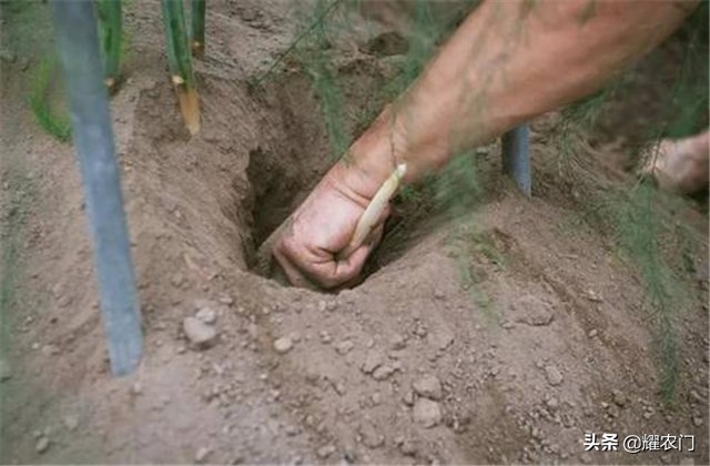 白芦笋种植产量,白芦笋最低产量