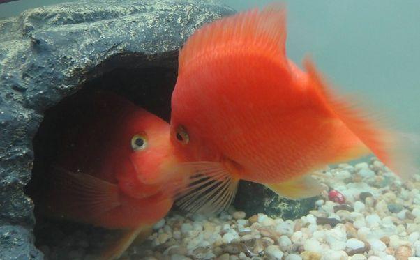 关于硝化细菌的有关知识,硝化细菌深度解析