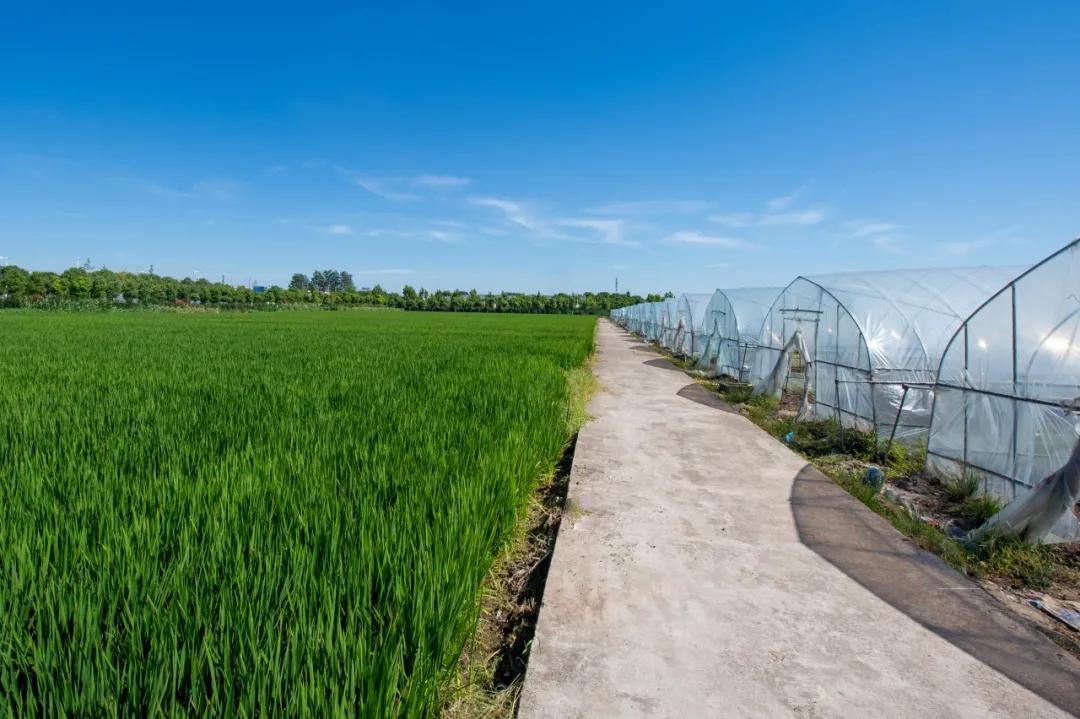 每年十多万人去浦东这个村参观，怎么这么“红火”？【走向我们的小康生活】