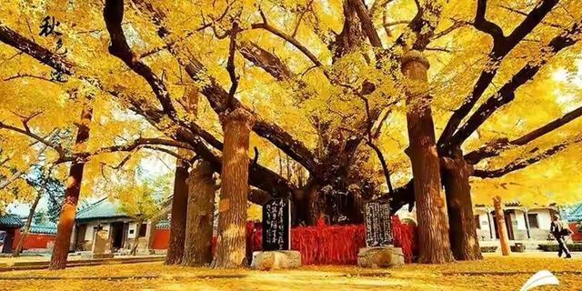 国家地理100个最美景观摄影点,全国银杏观赏地图