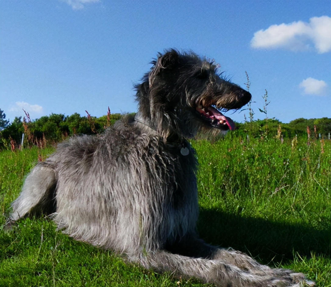 狗狗品种大全及介绍了解一下,狗狗品种怎么挑选最好看