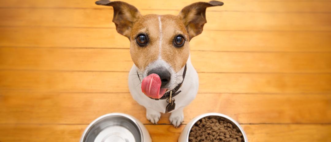 我家泰迪狗狗不爱吃狗粮怎么办,我家泰迪最近不吃狗粮怎么办啊