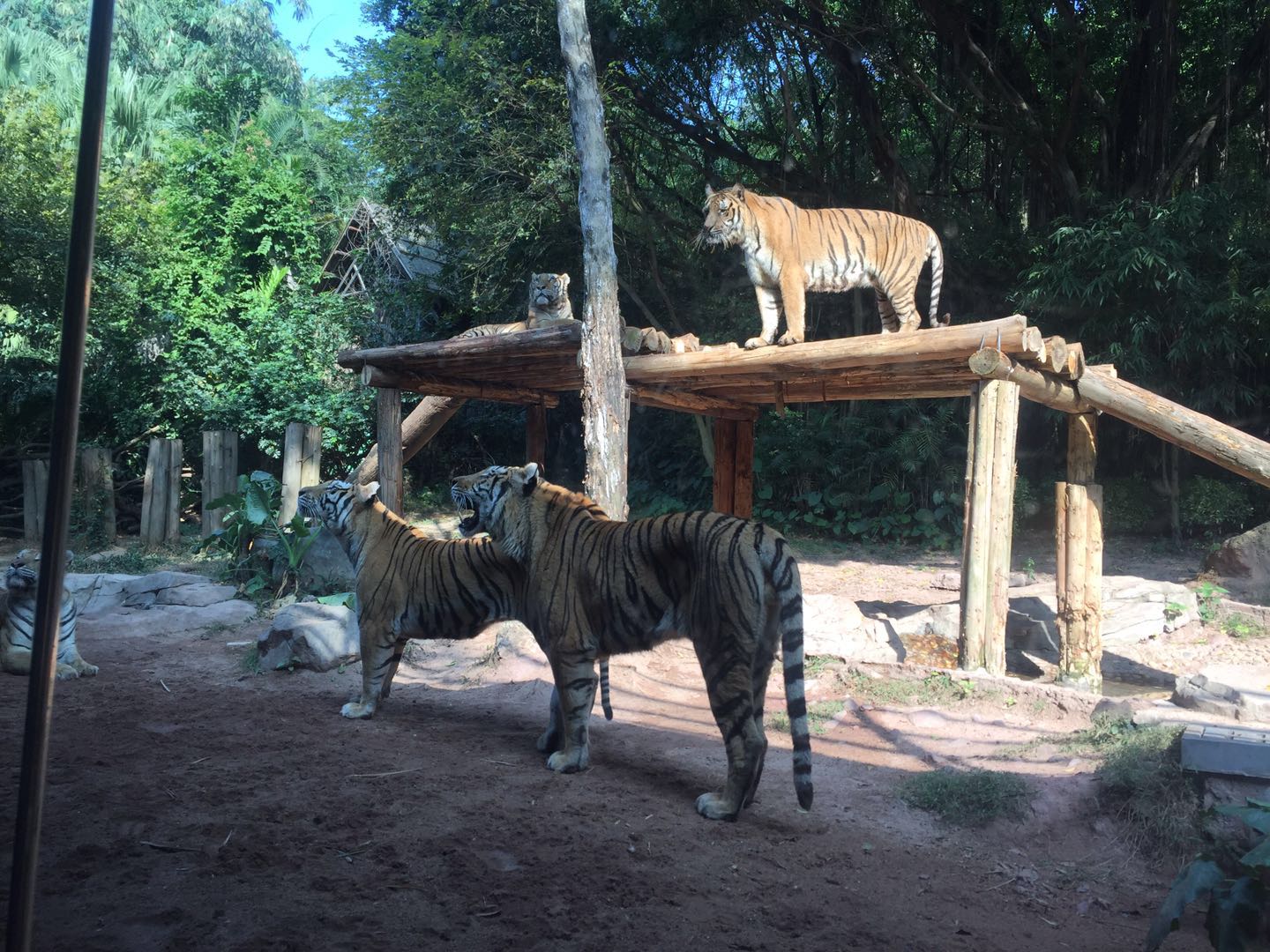 哪里有大熊猫动物园,国宝级大熊猫动物园