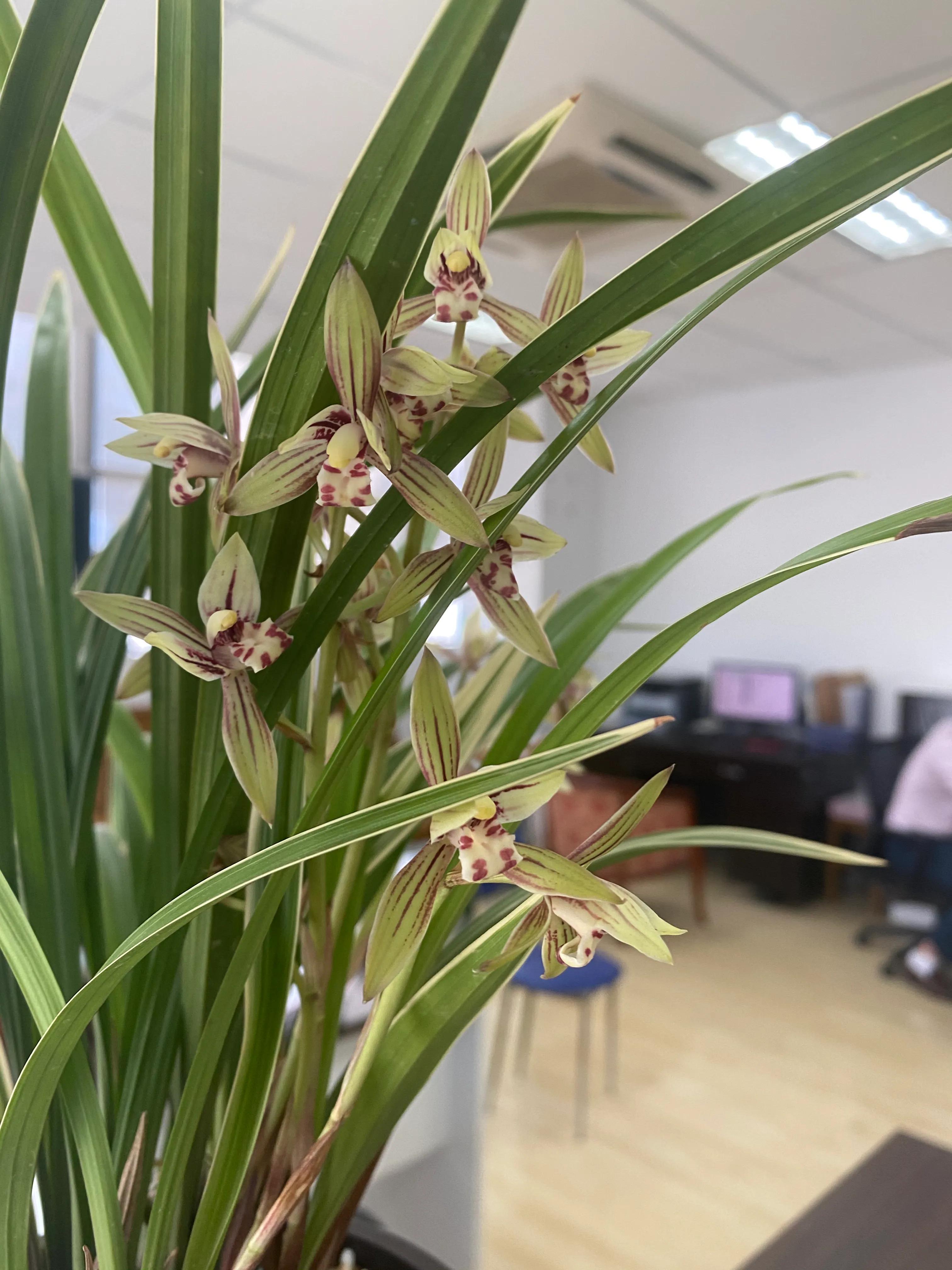 国画写意兰花作品图片欣赏,国画兰花欣赏精品