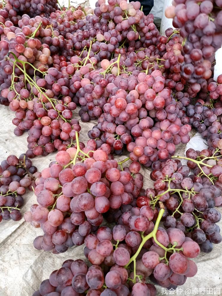 消费者评价红提：不香不甜，味同嚼蜡，是谁把红提推向了深渊？