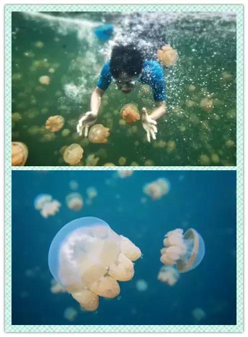 帕劳斐济马尔代夫哪个好,斐济和帕劳旅行