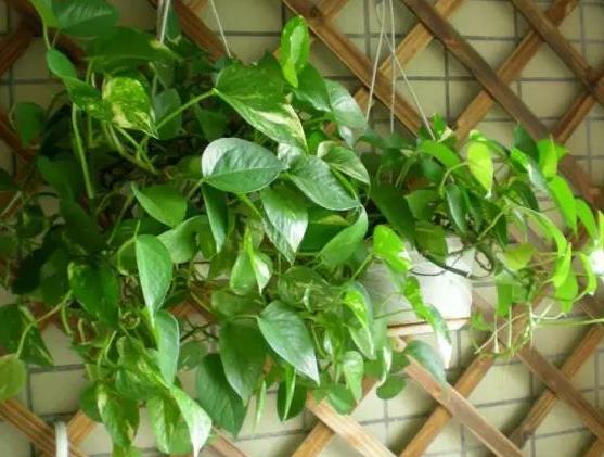 盆栽绿萝怎么养护才能长得快,绿萝为什么是懒人盆栽