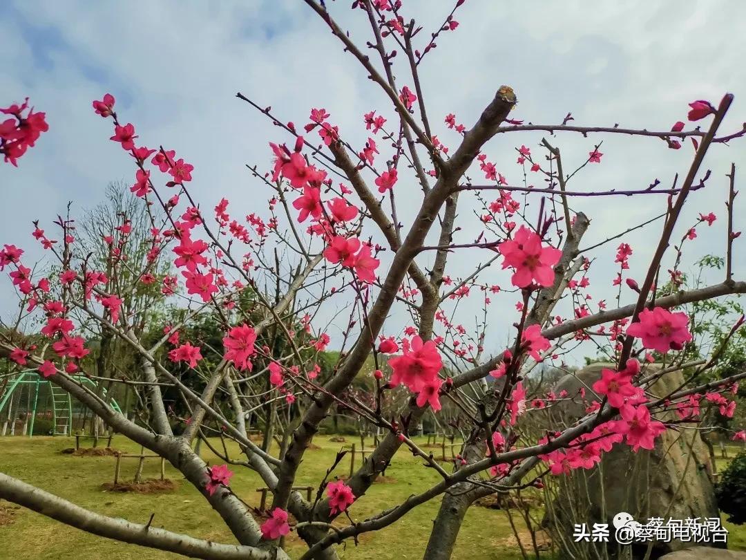 桃之夭夭！来武汉蔡甸世外桃源，许你万株桃花