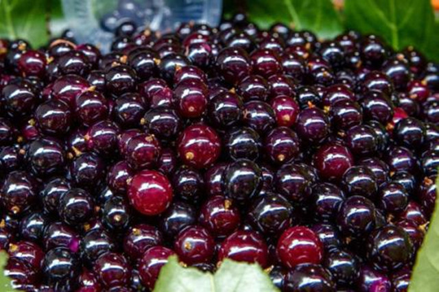 这4种水果都是人工造出来的,能以假乱真的水果你能看得出来吗