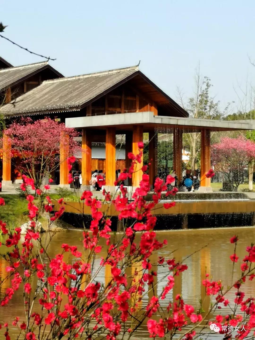 桃花源又见桃花开，盛景等君来，你若不来、花为谁开？