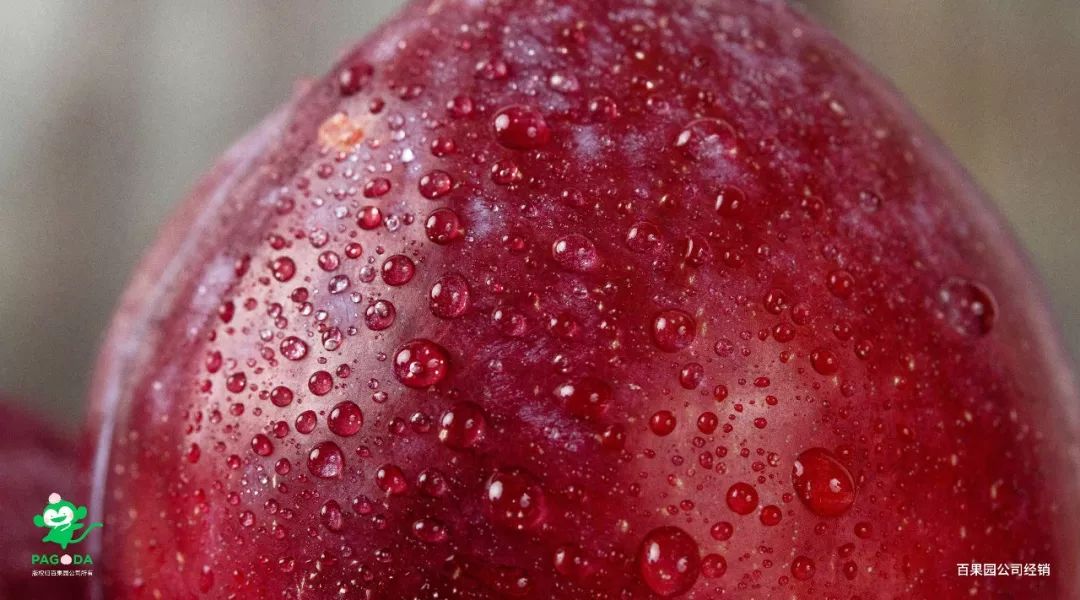 鍙堝ぇ鍙堢敎鐨勬亹榫欒泲鏉庡瓙,鎭愰緳铔嬫潕鍙ｆ劅