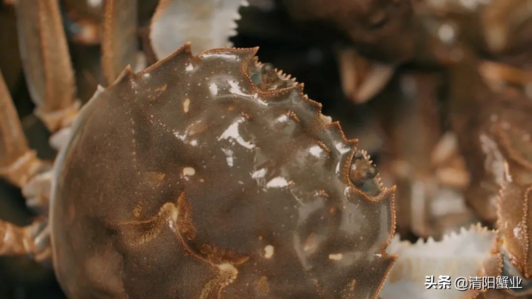 阳澄湖大闸蟹的特点怎么介绍,阳澄湖大闸蟹养成记