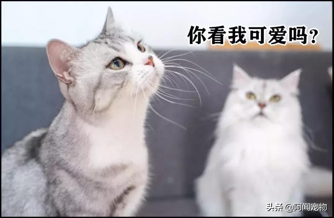 养宠物的哪个瞬间让你最崩溃,养宠物的24个扎心日常