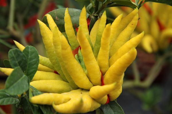 金佛手植物结的果能吃吗,金佛手观赏价值