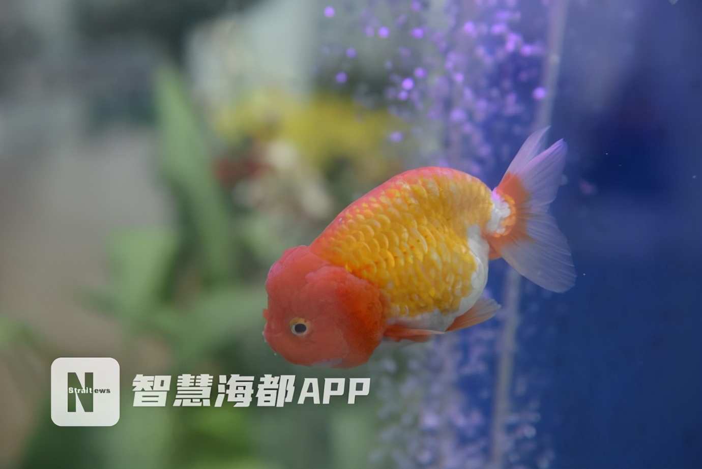 福建表现亮眼！新品种“兰花金边咖啡”获花博会特别大奖