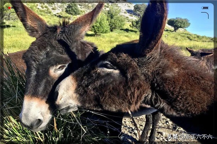 适合农村创业的十大养殖项目,适合农村创业的十大养殖创业项目