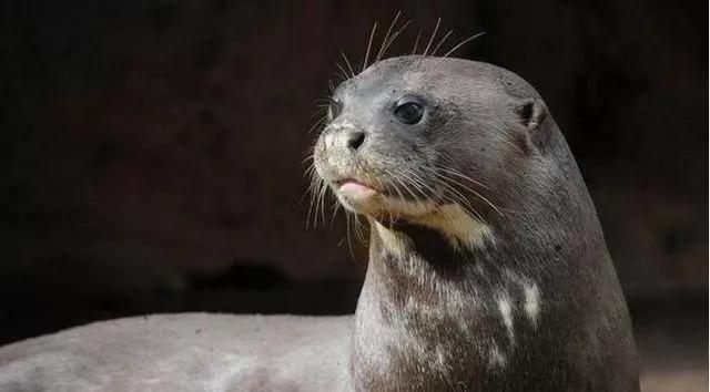 亚马逊河最恶心的动物,亚马逊河十大危险动物