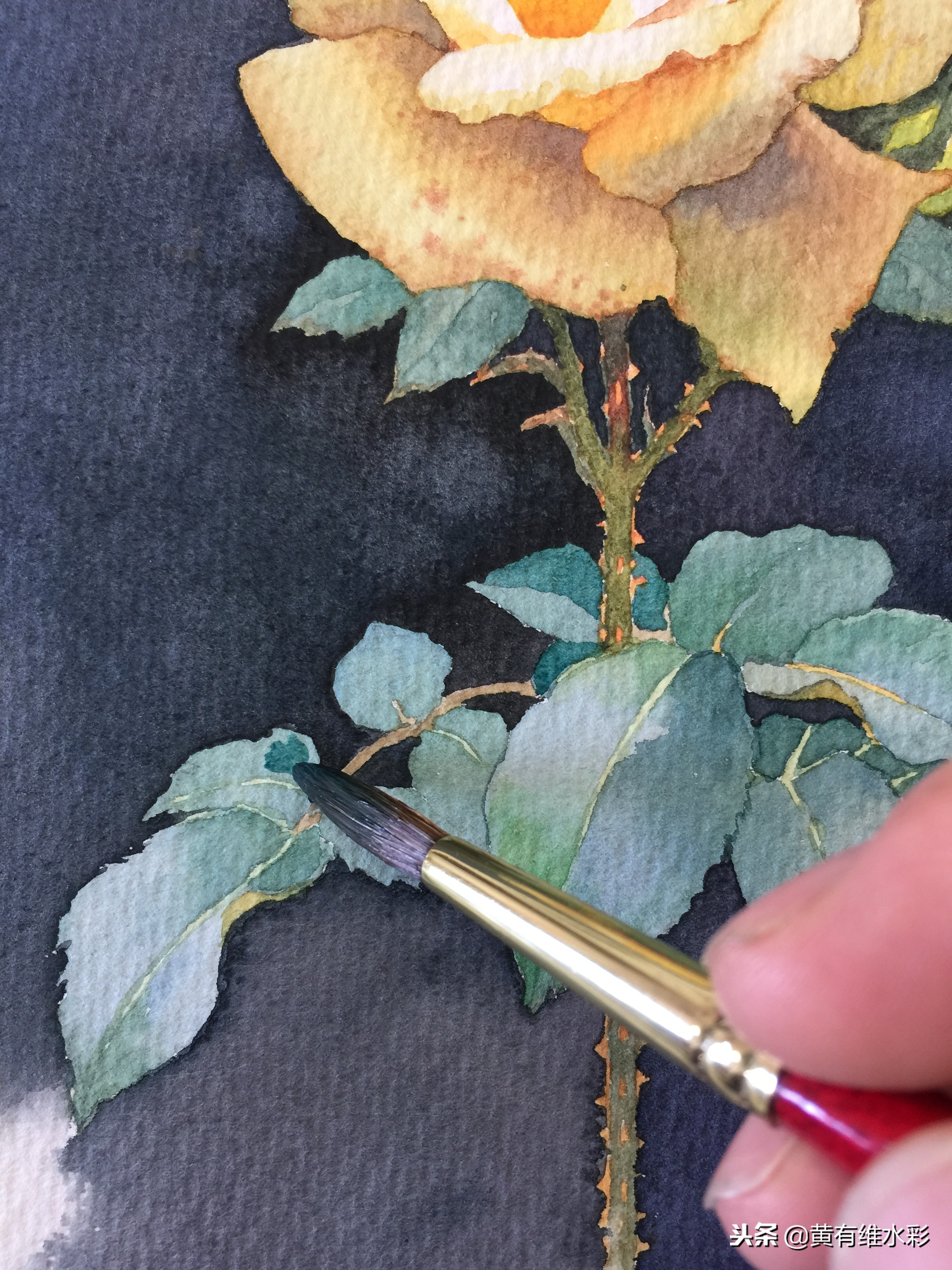 零基础入门水彩的基本画法,黄玫瑰水彩晕染