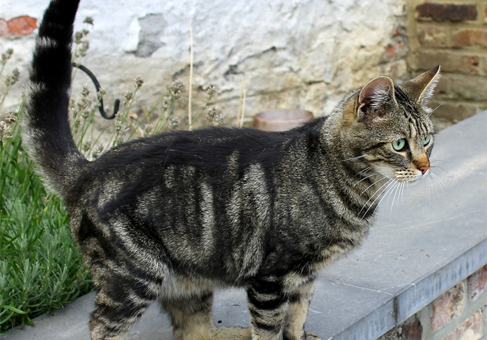 辟谣，猫咪尾巴一直不动很正常？错，不仅反常更有瘫痪风险