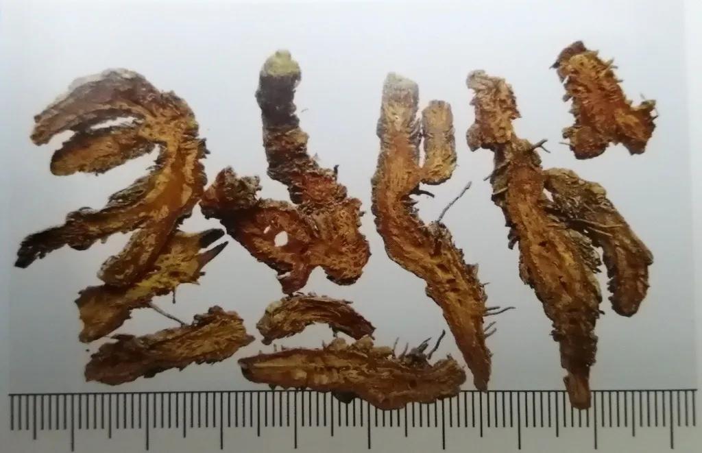 苦到极致的黄连,苦黄连的药用价值