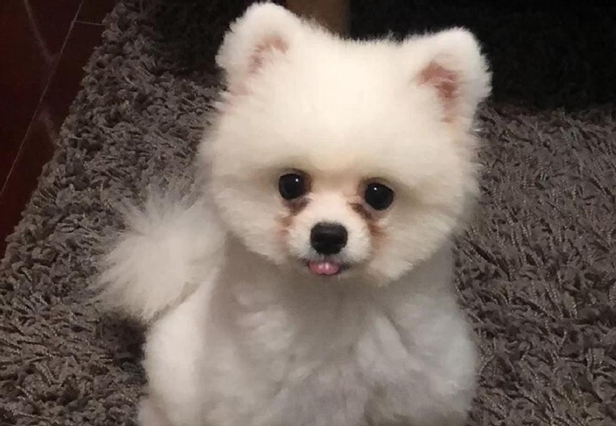 狗狗眼屎多泪痕发红什么原因,狗狗泪痕严重是因为有炎症么