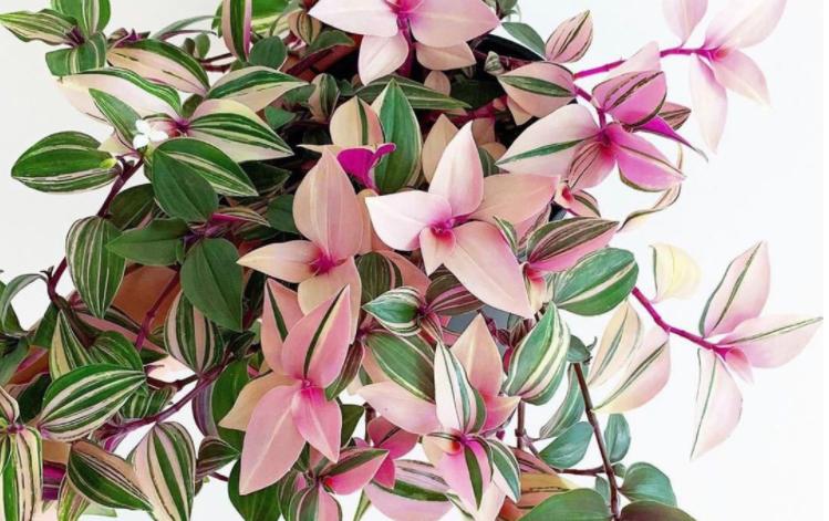 懒人最喜欢养吊兰轻轻松松养爆盆,吊兰用什么盆栽比较好养