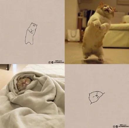 一波可爱动物简笔画,超火的简笔画动图