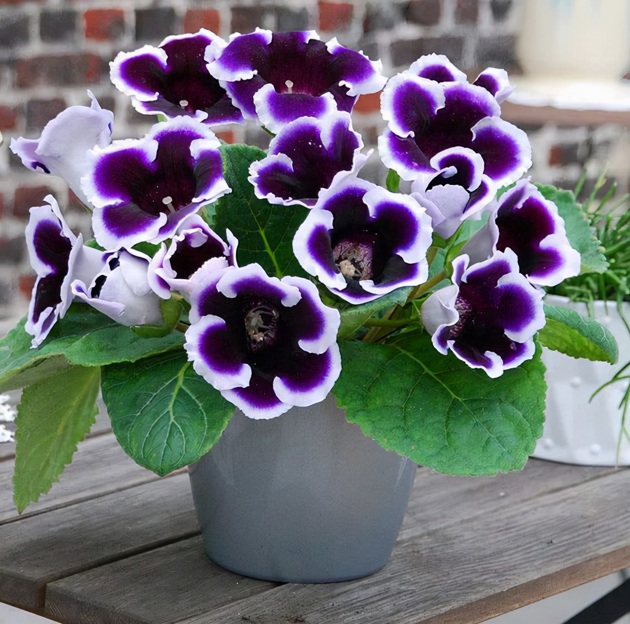 这“38种花”，当你开始收集品种时，你已入坑颇深