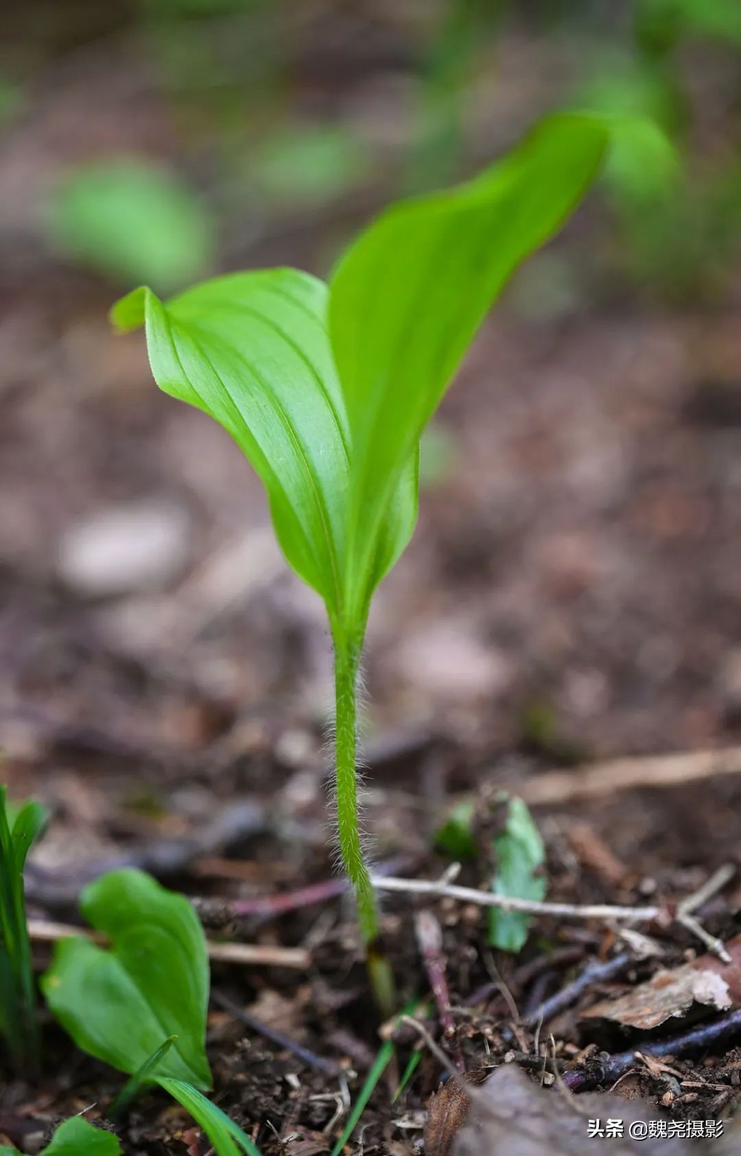 各个季节的野生兰花,北京百花山野生兰花图片