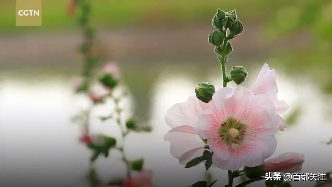 古人“防疫日”，又闻草木香，今日端午，愿您安康