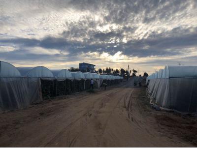 东北小伙在海南种甜瓜,东北小伙在海南种植甜瓜