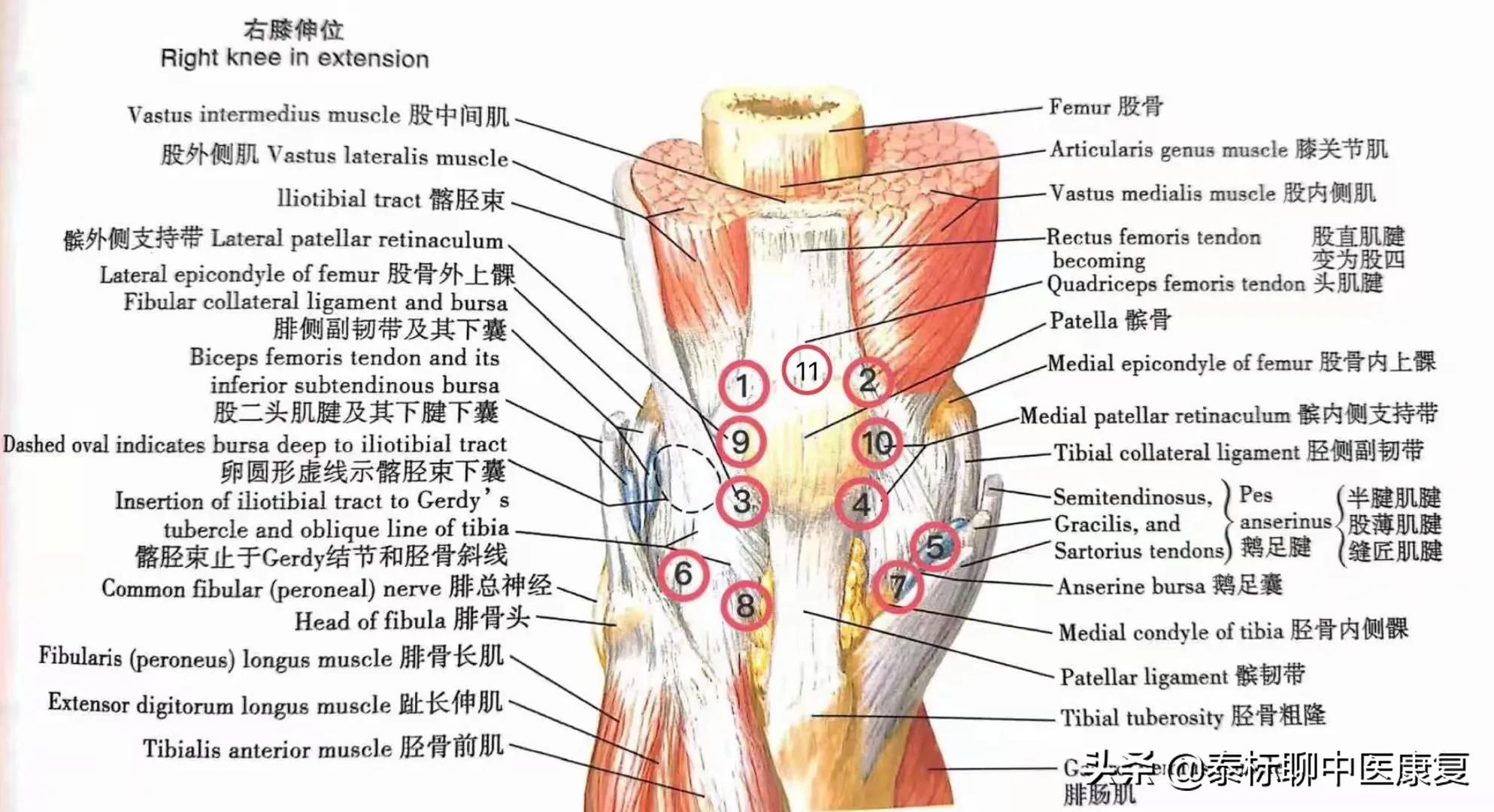 膝关节疼痛小针刀治疗视频,怎样用小针刀治疗膝关节痛