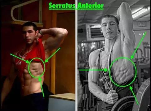 马甲线鲨鱼线区别图片,人鱼线跟马甲线都长什么样子