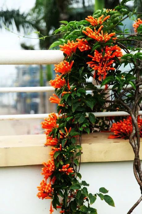 100种常见观叶植物图鉴史上最全,农村常见的100种植物