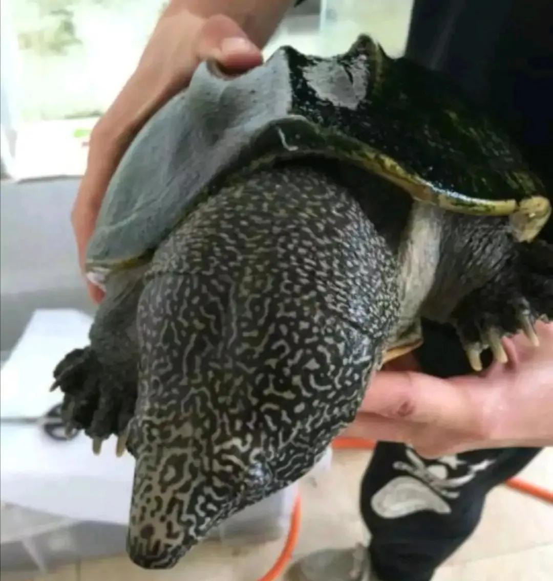 蛋龟混养推荐什么品种,蛋龟和泥龟一共有多少种品种