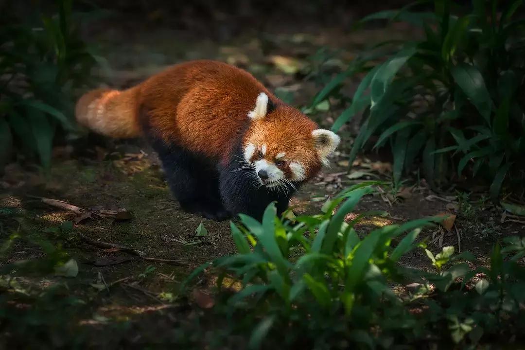 万亩杜鹃花开！邂逅野生水鹿，观云海住树屋，成都自驾3.5h就到！