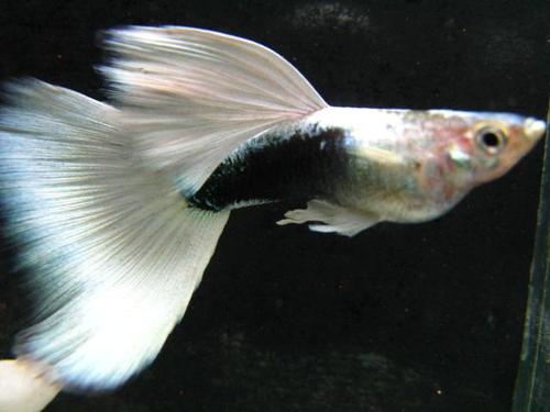 关于孔雀鱼的饲养知识大全,孔雀鱼如何养才能减少死亡率